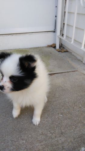 Pomerain/ Papion mix