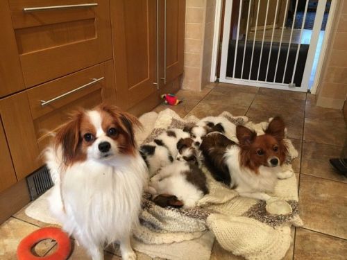 papillion puppies