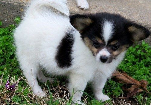 AKC Papillon puppies for Sale
