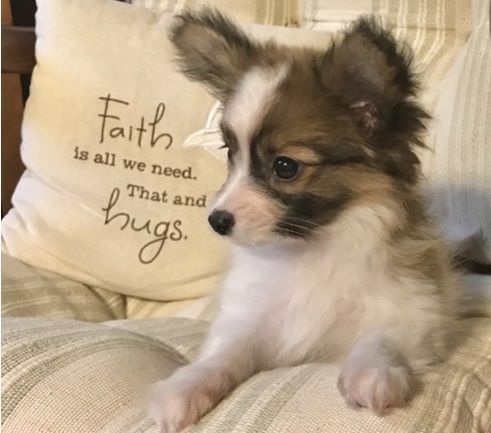 Beautiful Female Papillon Puppies text (***) ***-***7