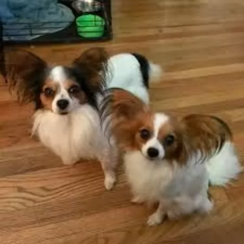 papillon dogs - caring
