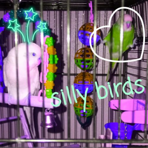 2 Parakeets needing a good home.