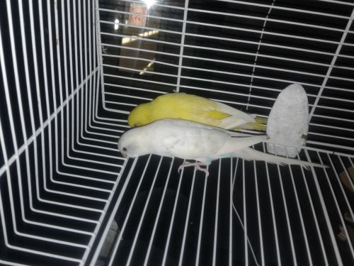 ♡¤♡¤♡Parakeets♡¤♡¤♡