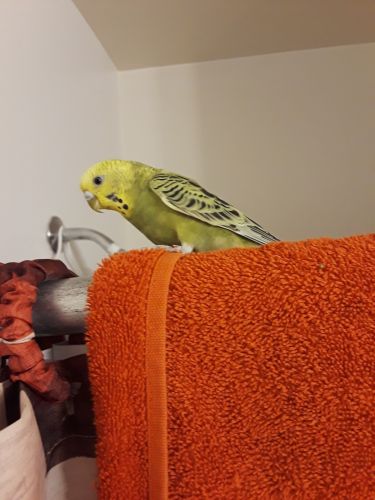 adopt a perakeet