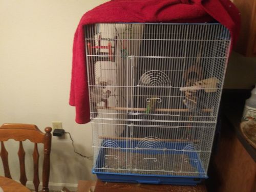 2 parakeets 4 sale