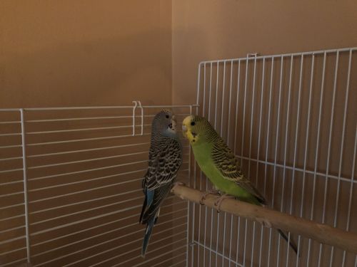 Selling 2 parakeets (blue and green)