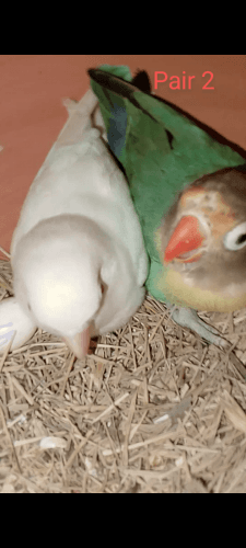 BREEDER PAIRS AVAILABLE