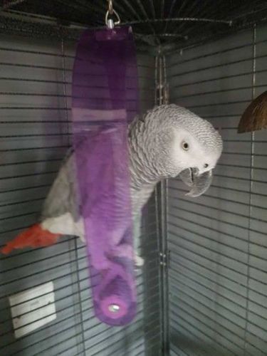 Parrots Birds for sale