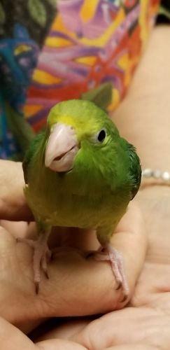 Green Rump Babies - Females