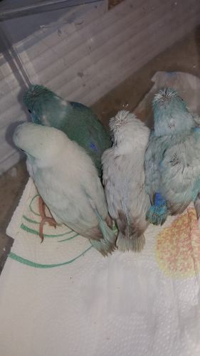 Parrotlet babies pet quality