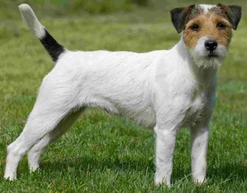 parson russell terrier dog - characteristics