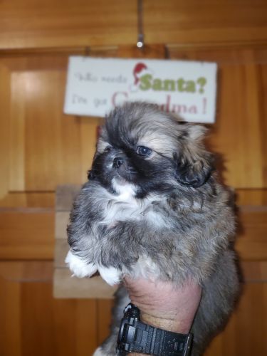 pekingese puppies