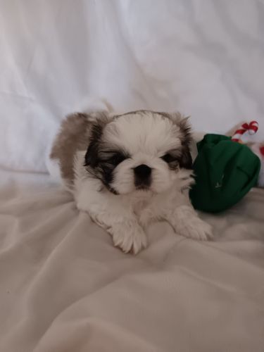 Beautiful Pekingese Pup