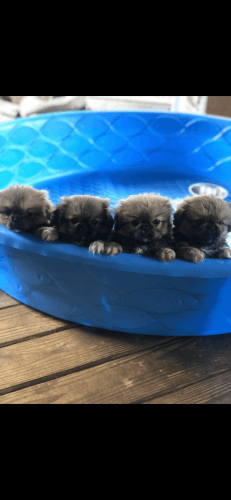 Pekingese Puppies