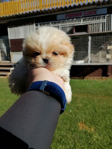 Pekingese Puppies for sale in Noordheuwel, Krugersdorp, 1739, South Africa. price: 2,500 ZAR