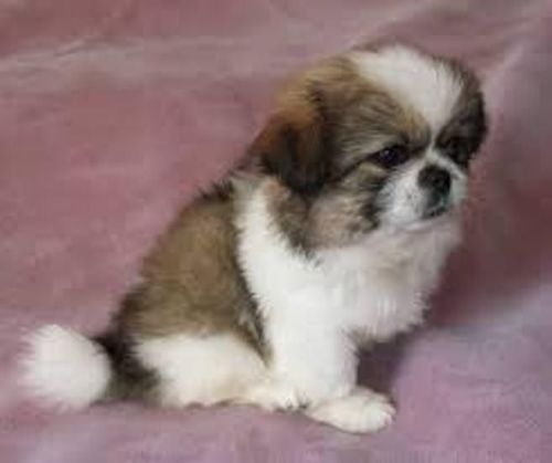 Pekingese Puppies