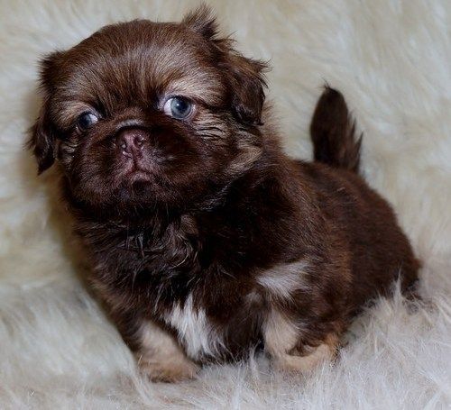 Adorable Pekingese Puppies For Sale