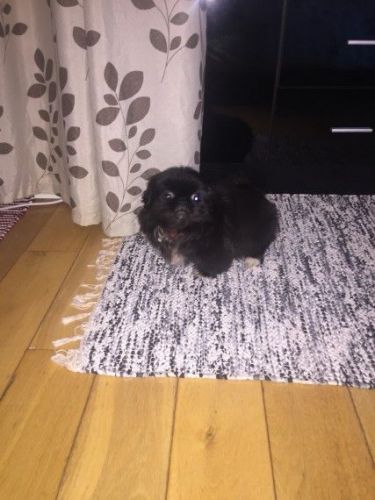 Beautiful Black Girl Pekingese For Sale