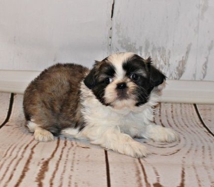 Purebred Pekingese Pups