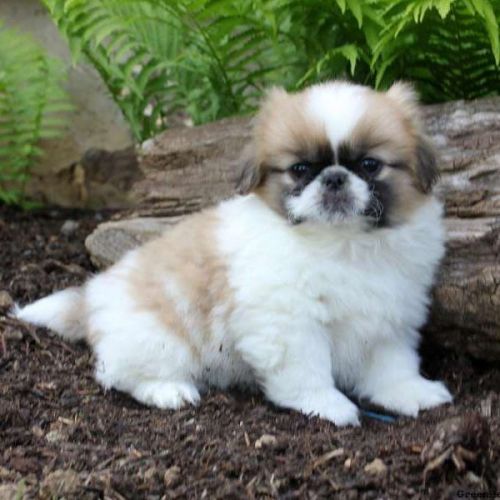 AKC Pekingese puppies for sale