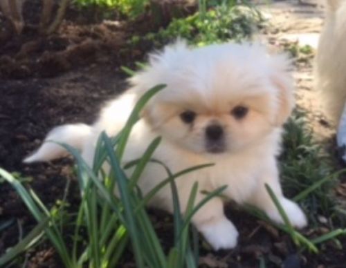 White Pekingese Male puppy