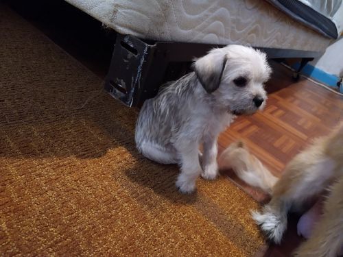 Pekingese mix puppies 7 weeks old