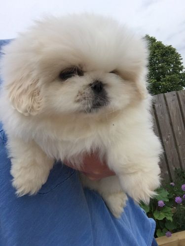 Purebred Pekingese Pups