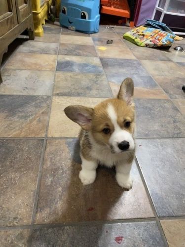 Pembroke Welsh Corgi Puppies for sale in Brooklyn, NY, USA. price: $350