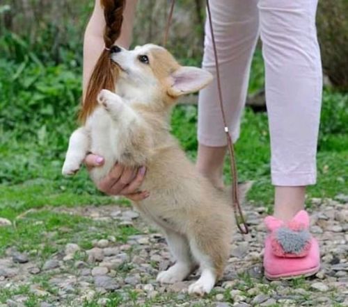 Pembroke Welsh Corgi Puppies Contact us at ***