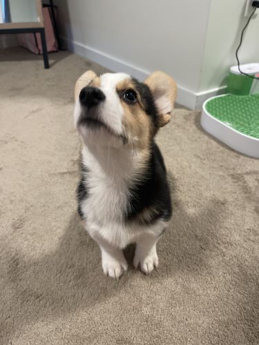 3 month year old boy corgi
