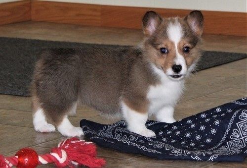 Pembroke Welsh Corgi Puppies for sale in Miami, FL, USA. price: $400