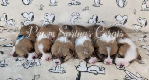 AKC Pembroke Welsh Corgis