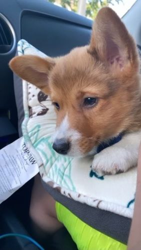 Corgi for sale need rehoming asap
