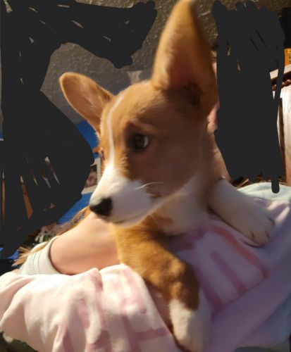 Winnie. Female corgi puppy