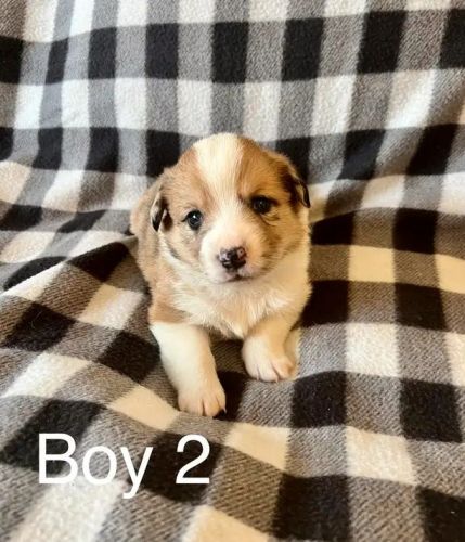 Pembroke Welsh Corgi Puppies for sale in Sacramento, CA, USA. price: $600