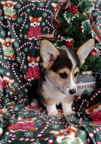 5 Beautifully bred Tri colored Pembroke Welsh Corgis