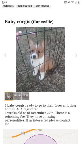 Prembroke welsh corgis