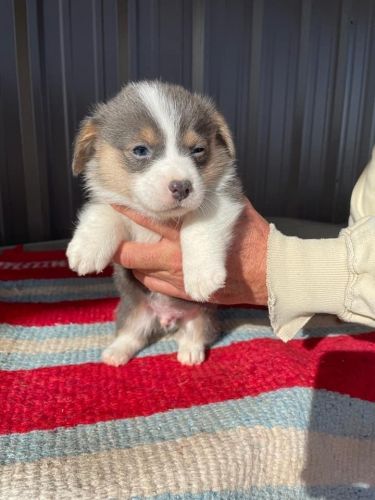 RARE Bluie Pembroke Welsh Corgi!