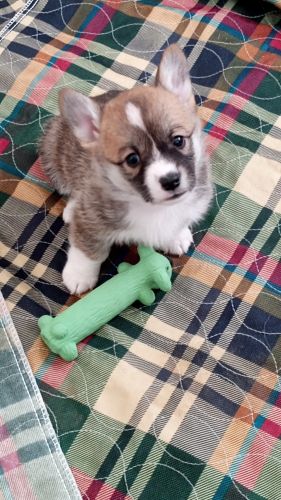 Awesome Corgi Puppies