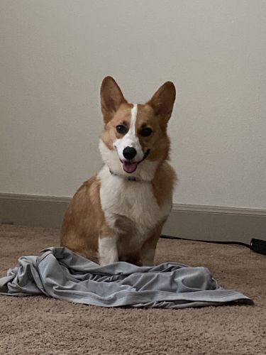 Pembroke Welsh Corgi-Waffles
