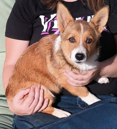 Pembroke Welsh Corgi Puppies for sale in Tucson, AZ 85730, USA. price: $800