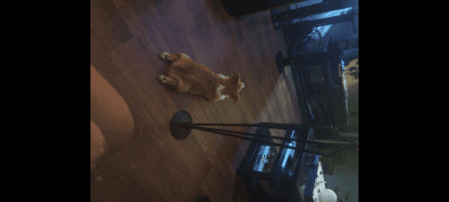 Pembroke Welsh Corgi Puppies for sale in Birmingham, AL, USA. price: $400