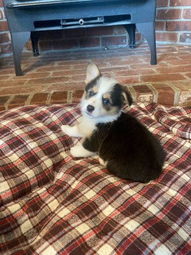 Puppies available to go home January 1, 2024