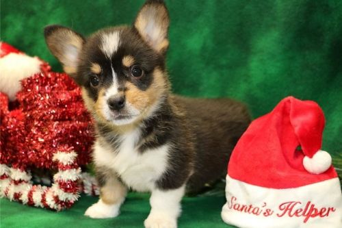 Gracious Pembroke welsh corgi puppies