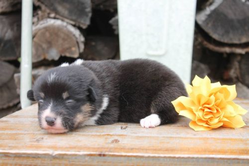 Pembroke Welsh Corgi