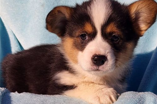 Pembroke Welsh Corgi Puppies for sale in Phoenix, AZ, USA. price: NA