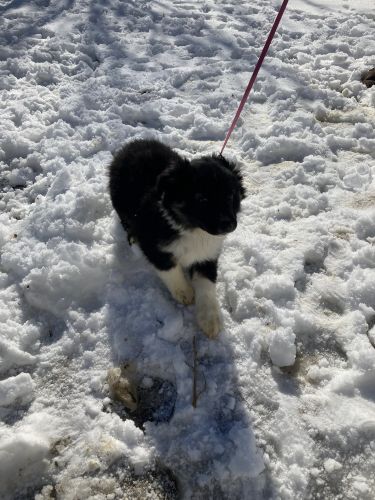 Auggies Miniature Australian Shepherd crossed with red Welsh Pembroke