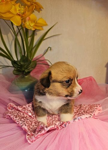 AKC PEMBROKE WELSH CORGI PUPPIES