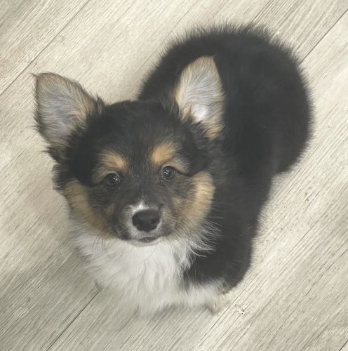 American corgi female. Tricolor fluffy