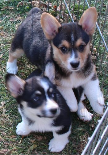 AKC Pembroke Welsh Corgi\'s in ***